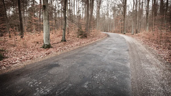 Road in the autumn forest. — Stock Photo, Image