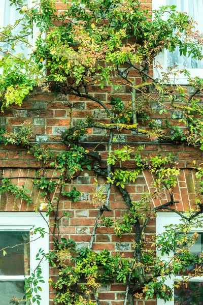 Windows covered with tree branches — ストック写真