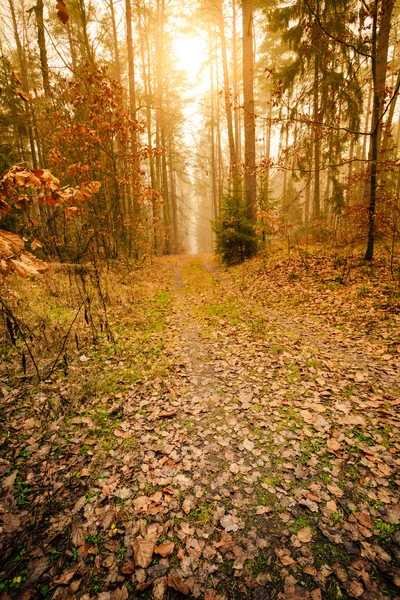 Pathway through  autumn forest — Stock Photo, Image