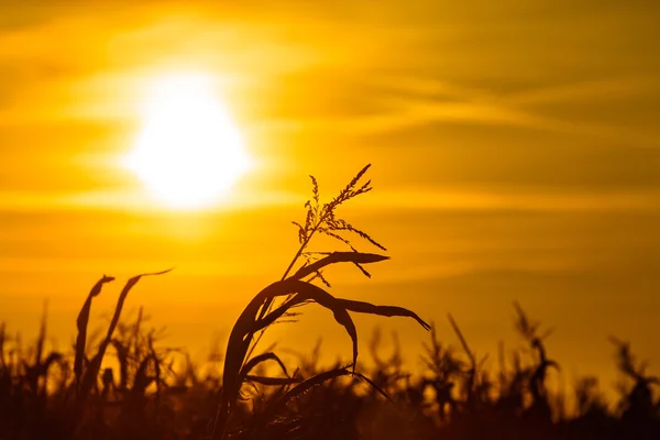 Кукурузное поле на закате — стоковое фото