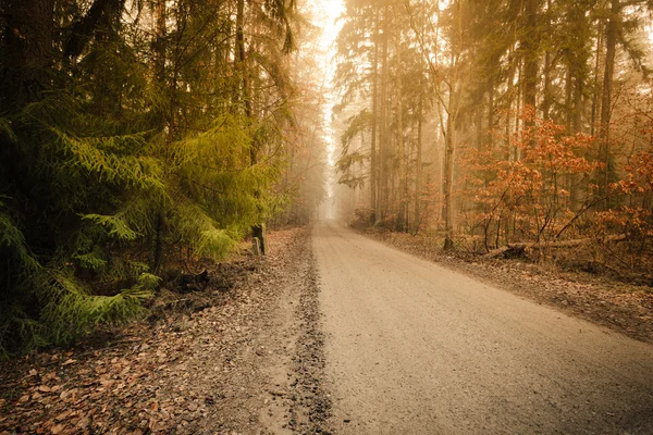Chemin à travers la forêt — Photo