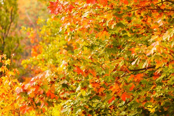 Fall trees yellow orange leaves nature background — Stock Photo, Image