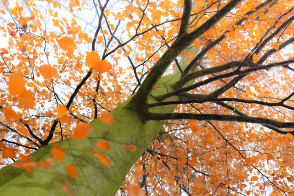 多彩秋天一棵树在森林里 — 图库照片