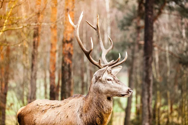 Deer  in autumn forest. — Stock Photo, Image