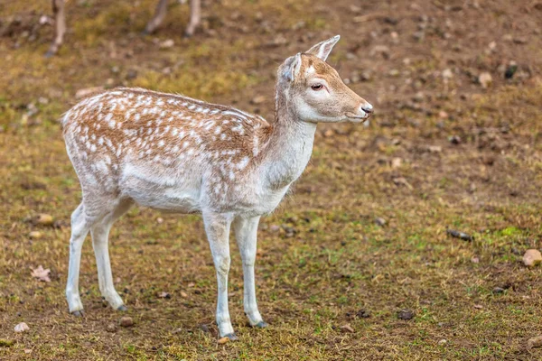 Female fallow deer doe at park — Stockfoto