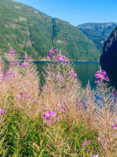 Landscape and fjord in Norway — Stock Photo, Image