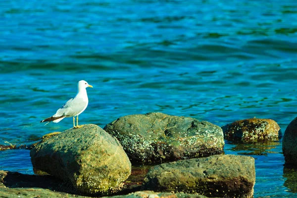 Seagul en piedra en la costa del mar — Foto de Stock
