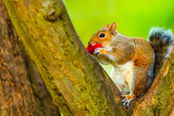 Scoiattolo mangiare mela — Foto Stock