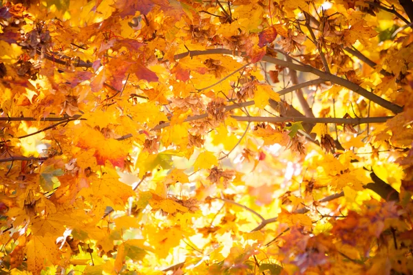 Heldere herfstbladeren — Stockfoto
