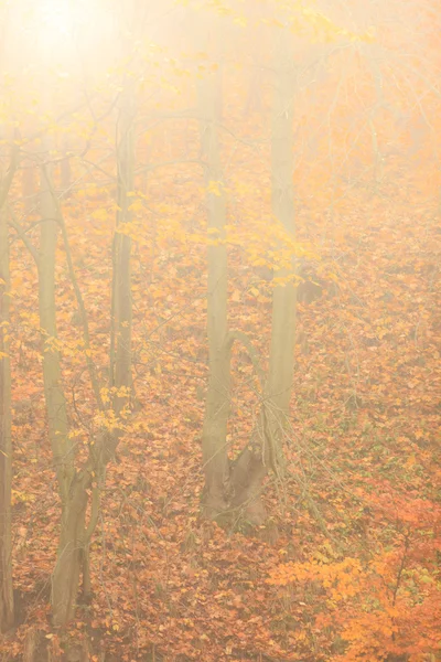 Mistige herfst park — Stockfoto