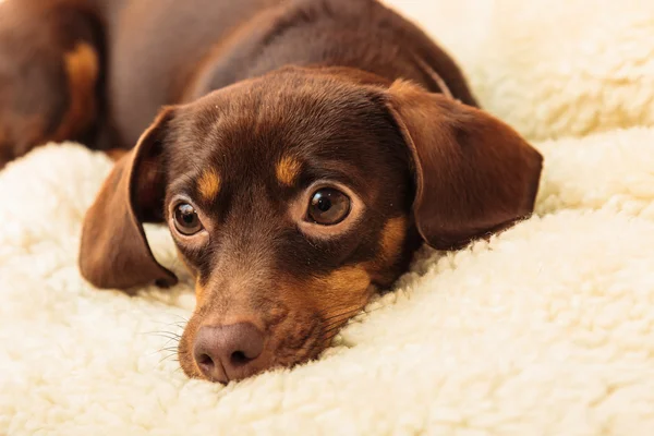 Pes odpočívat na lůžku doma — Stock fotografie