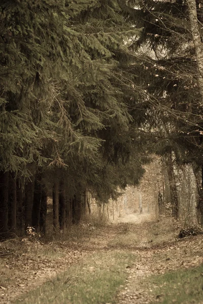 Landweg in het bos — Stockfoto