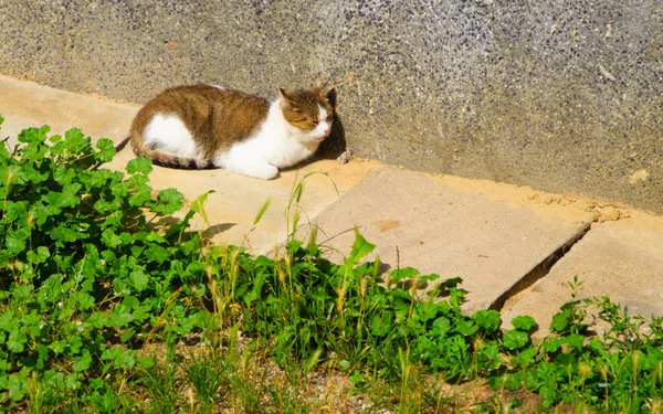 Cat enjoying himself outdoor — Stock Photo, Image