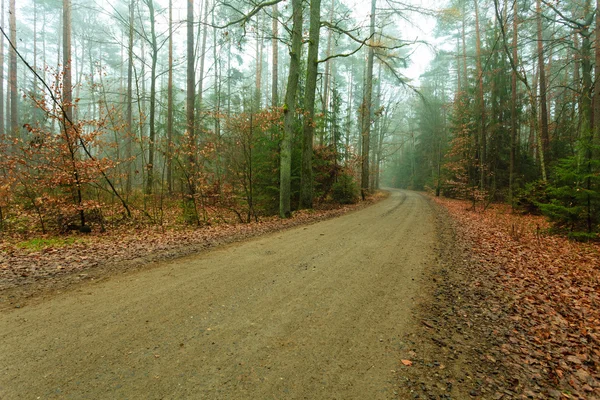 Sentier à travers la forêt brumeuse d'automne — Photo