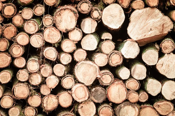 Pile of wood logs ready for winter — Stock Photo, Image