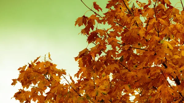 Hojas brillantes de otoño — Foto de Stock