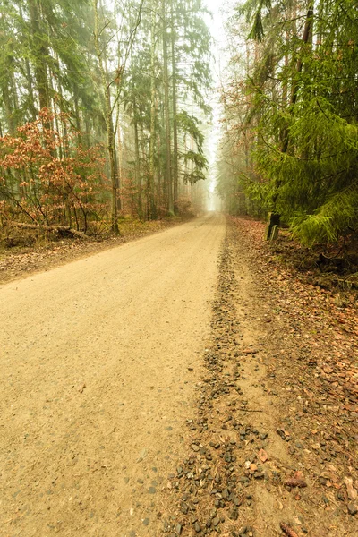 Caminho através da floresta nebulosa — Fotografia de Stock