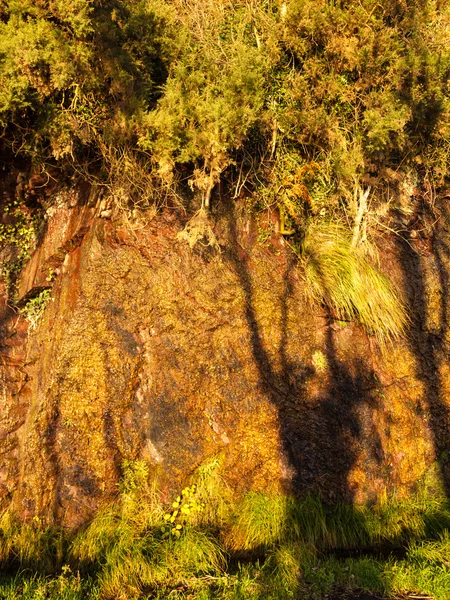 Pedra com plantas verdes — Fotografia de Stock