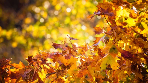 Bright autumn leaves — Stock Photo, Image