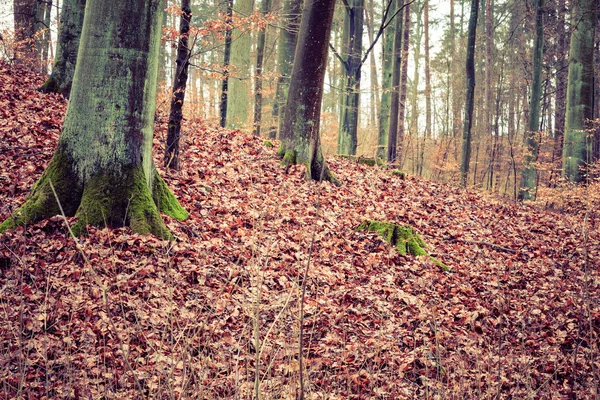 Осінній ліс з деревами — стокове фото