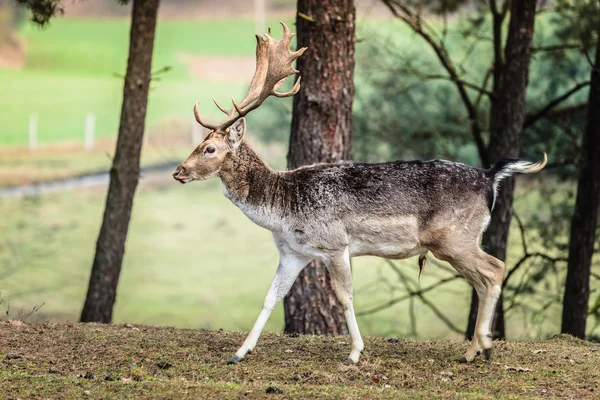 Red deer w jesieni jesień — Zdjęcie stockowe