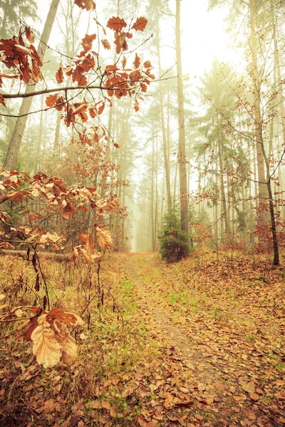 通过雾气弥漫的森林的途径 — 图库照片