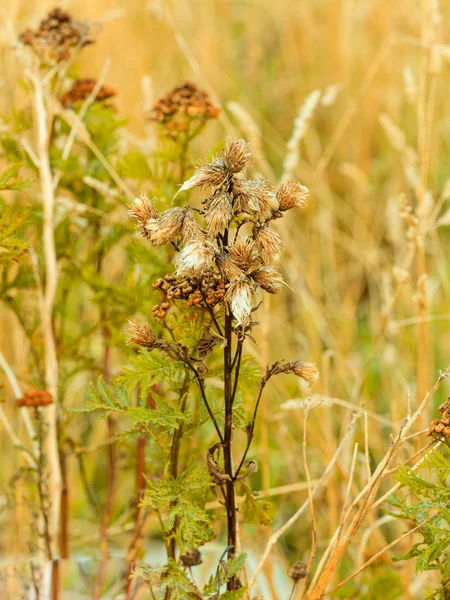 Weide wilde bloemen — Stockfoto