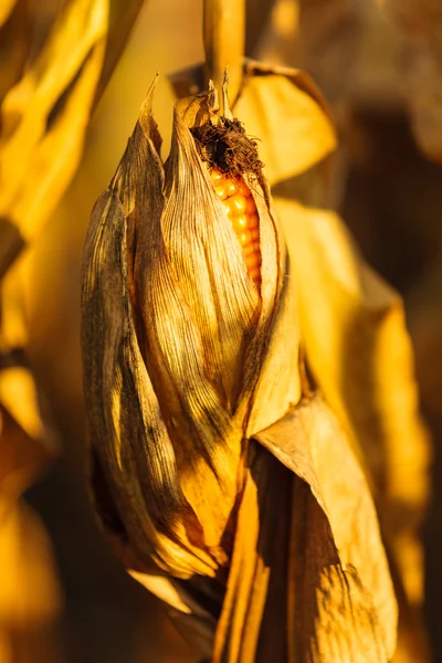 Сухая кукуруза на стебле — стоковое фото