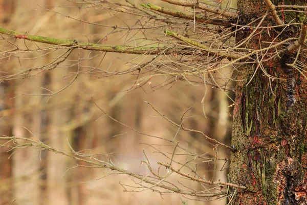 Foresta nebbiosa con abeti rossi — Foto Stock