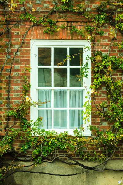 Wall covered with tree branches — Stock Photo, Image