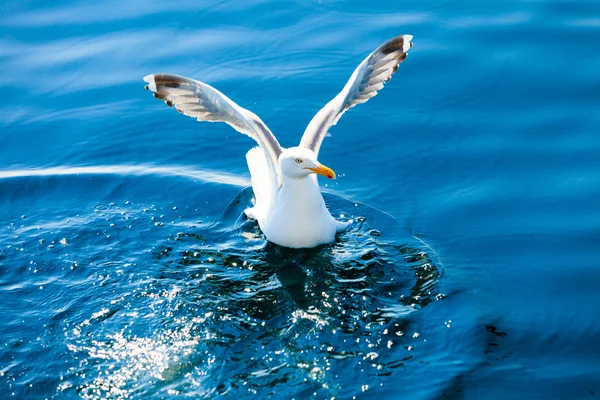 Aterragem de gaivota em água . — Fotografia de Stock