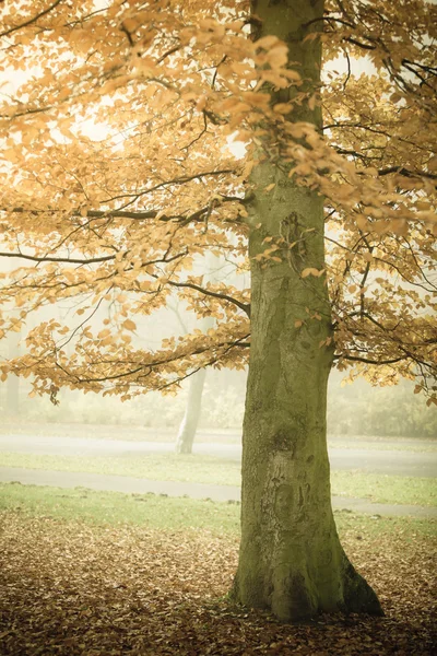 Forest autumnal trees — Stock Photo, Image