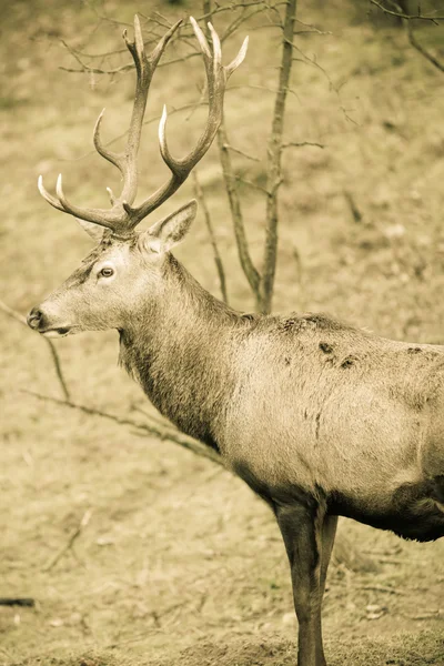 Red deer stag in forest — Stock Photo, Image