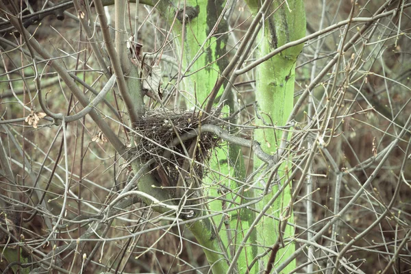 Vogelnest im Wald leer — Stockfoto