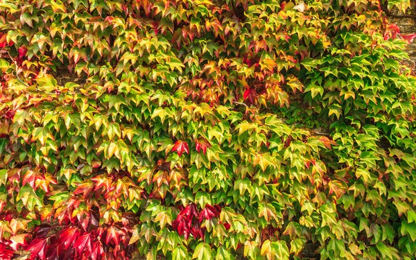 Green red ivy leaves. — Stock Photo, Image