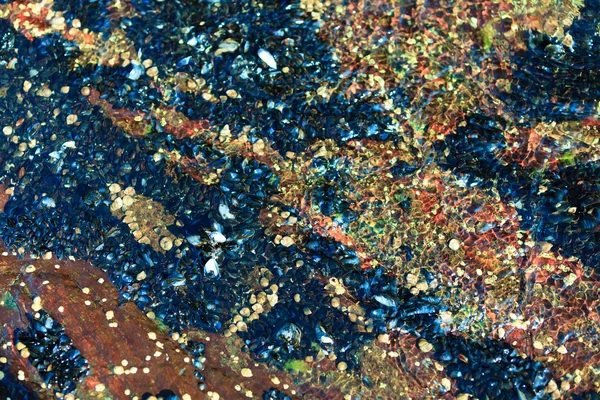 Абстрактный фон. Раковины в воде — стоковое фото