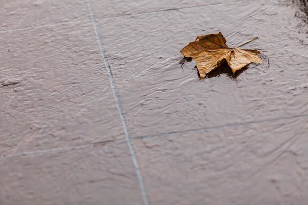 Hoja de arce de otoño único —  Fotos de Stock