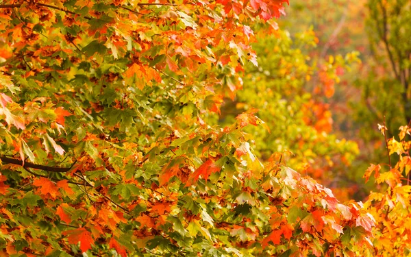 Parlak sonbahar yaprakları — Stok fotoğraf