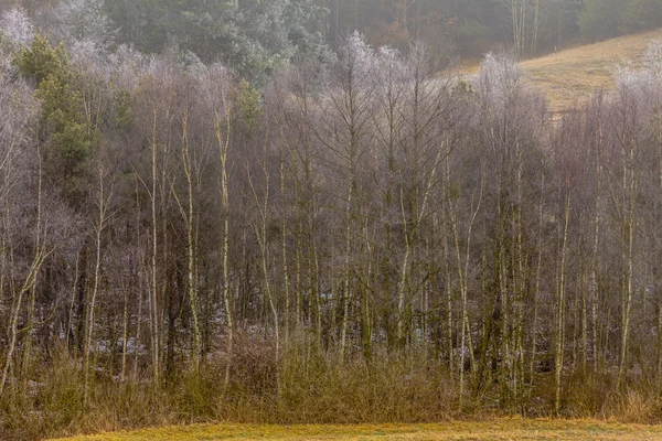 Campos montanhosos gelados com árvores — Fotografia de Stock