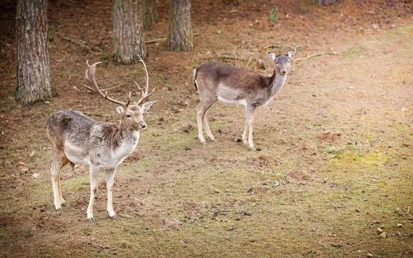 Stado jeleni w środowisku naturalnym — Zdjęcie stockowe