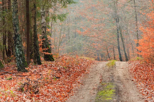 Route de campagne avec des feuilles rouges orange — Photo