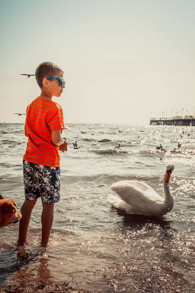 Niño en la playa diviértete alimentando cisne . — Foto de Stock