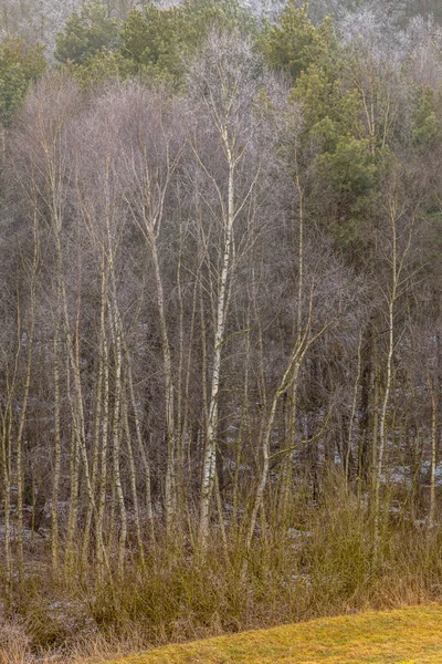 Campos montañosos helados con árboles —  Fotos de Stock