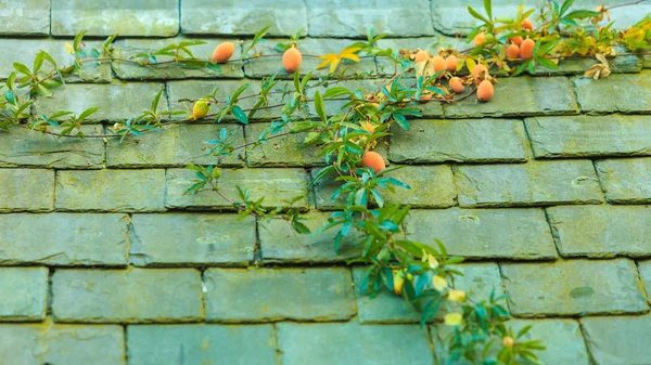 石の壁の背景でクローズ アップを果物の木 — ストック写真