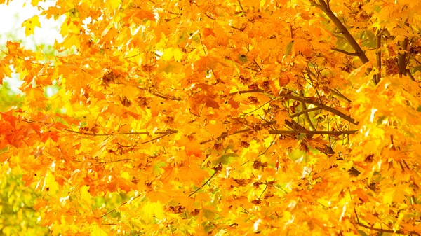 Autunno foglie caduta alberi natura sfondo — Foto Stock