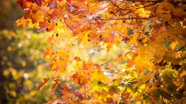 Hojas brillantes de otoño — Foto de Stock