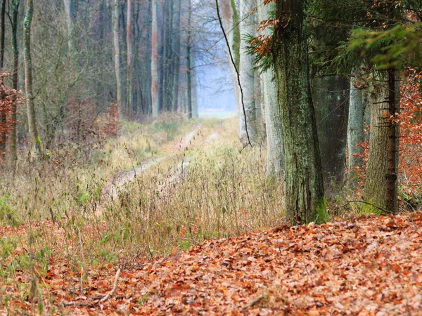 Landweg in het bos — Stockfoto