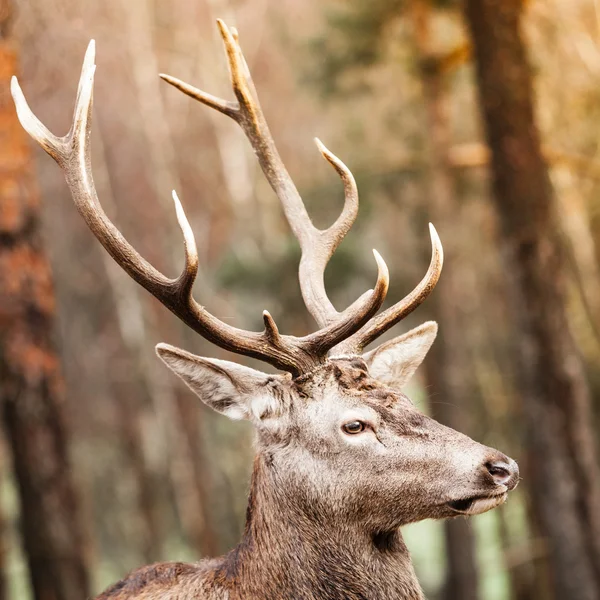 Red deer in autumn forest — Stock Photo, Image