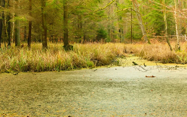Forest with standing water. — Stock Photo, Image