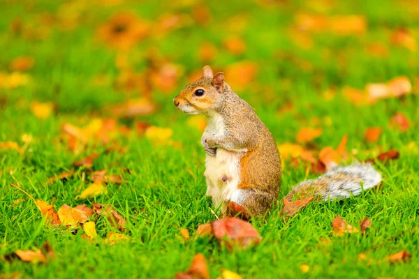 Ardilla gris en el parque de otoño — Foto de Stock